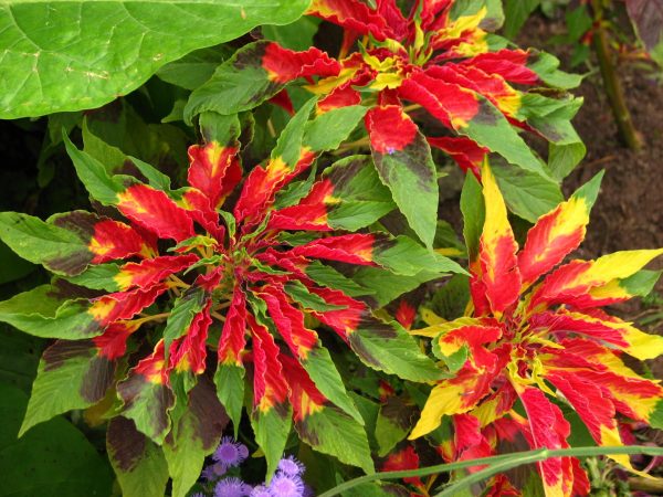 Amaranthus tricolor Splendes