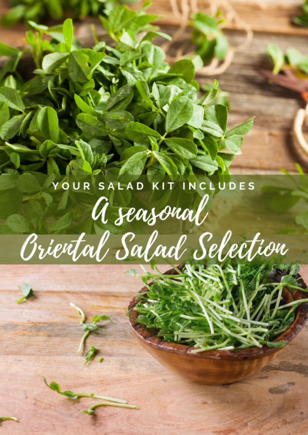 Sow it and Grow it Oriental Salad Kit