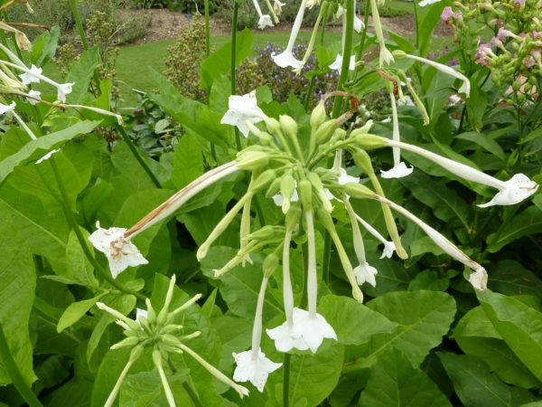 Nicotiana Only The Lonely