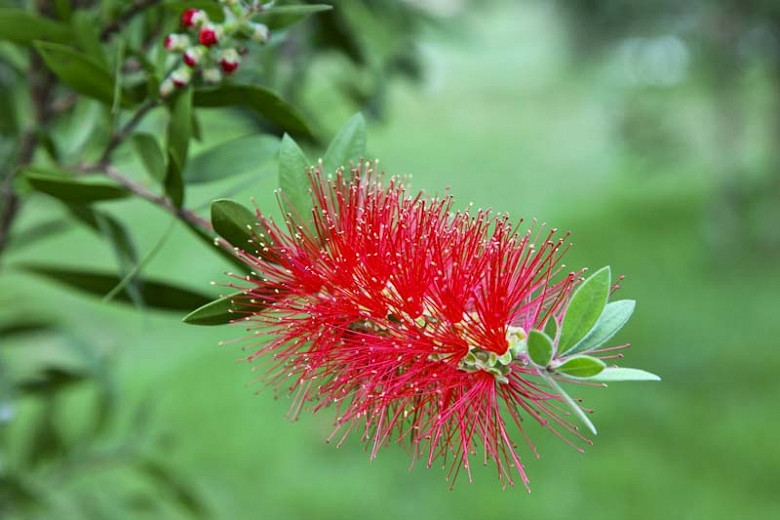 Callistemon Rigidus | Puya