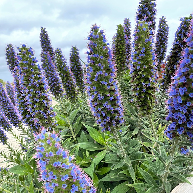 Echium Candicans Puya